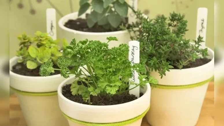 Imagem ilustrativa da notícia Proteja sua casa da inveja e mau-olhado com buquê de ervas; saiba mais