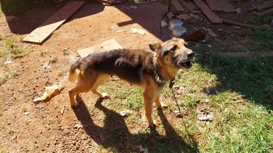 Animais receberam atendimento veterinário