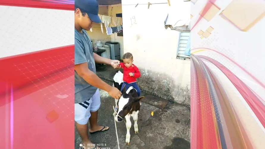 Animal é alegria de crianças de uma família de Apucarana