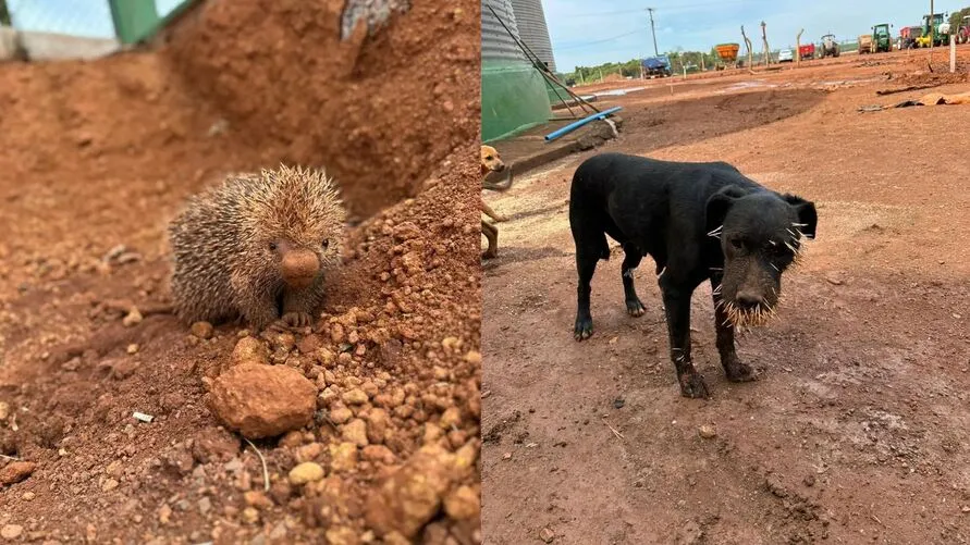 Briga começou no pátio de uma empresa onde os cachorros cercaram o porco-espinho e tentaram atacar