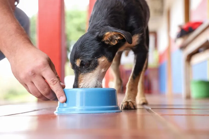 Cerca de mil animais recebem auxílio