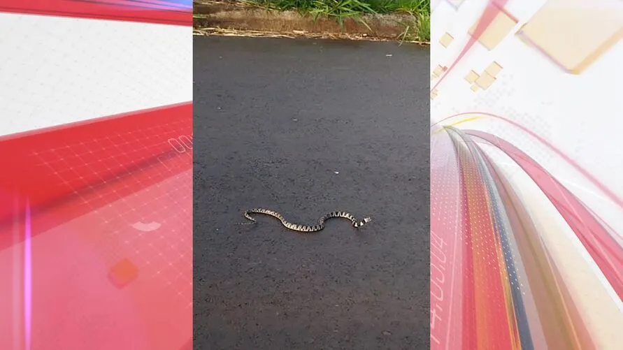 Cobra foi avistada na manhã desta sexta-feira em Apucarana