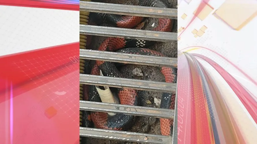Cobra foi encontrada em quintal de uma residência localizada no Jardim Catuaí II em Apucarana