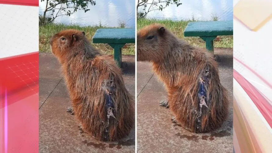 Força-tarefa procura por capivara ferida em Apucarana; saiba mais