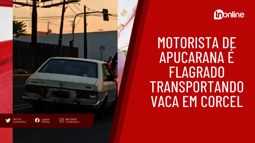 Motorista de Apucarana é flagrado transportando vaca em Corcel