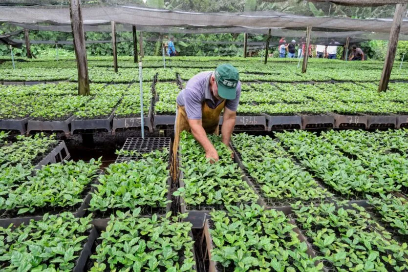 Município inventiva os produtores de café