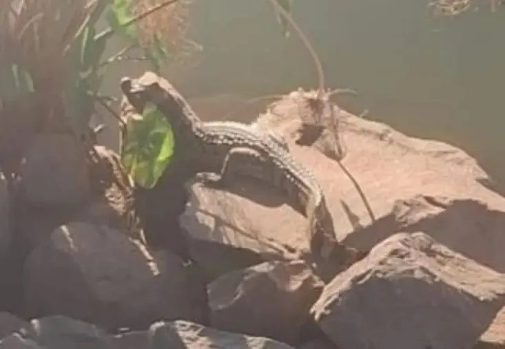 Não se sabe há quantos dias o réptil está no lago