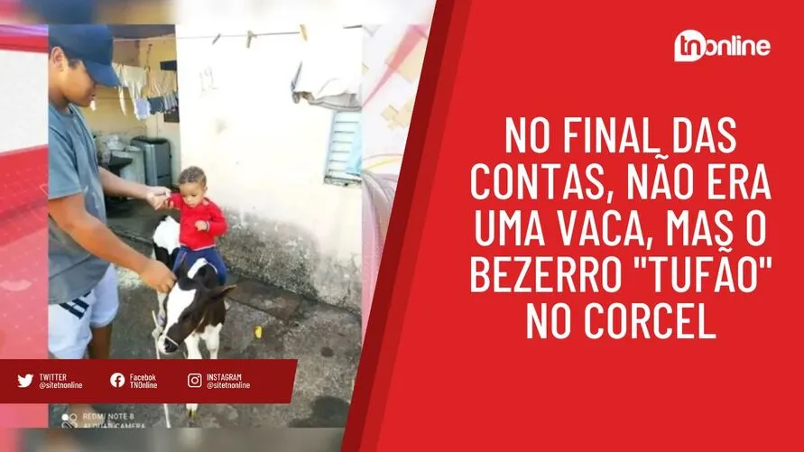 No final das contas, não era uma vaca, mas o bezerro "Tufão" no Corcel