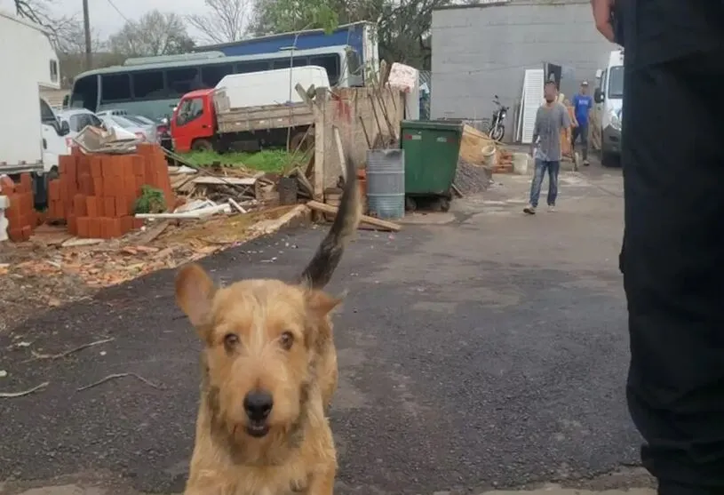 O animal ficou na Delegacia durante os três meses