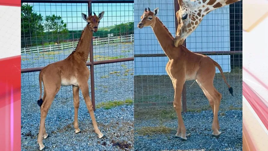 O "pequeno" bebê é uma fêmea e já tem 1,80 metros