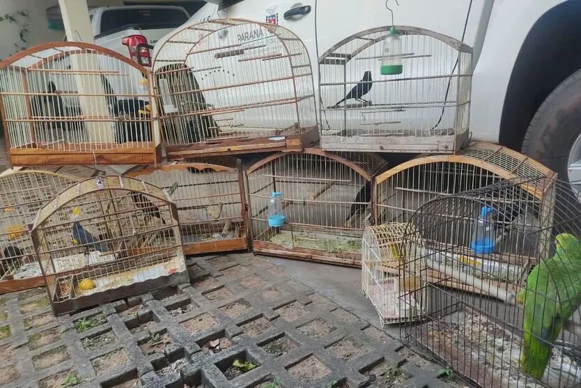Oito iraúnas-grande, dois papagaios e um canário-da-terra-verdadeiro foram resgatados