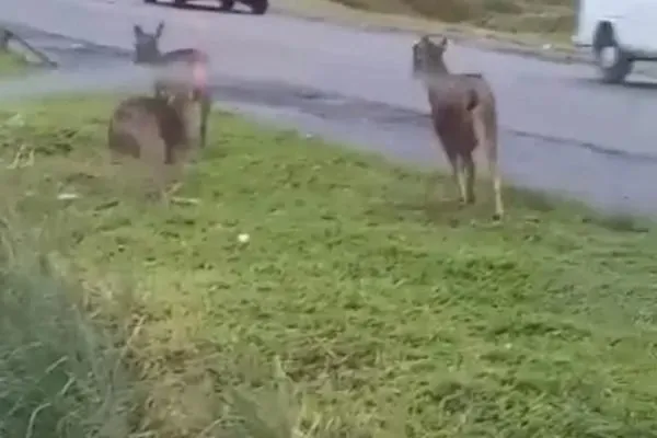 Os animais foram resgatados