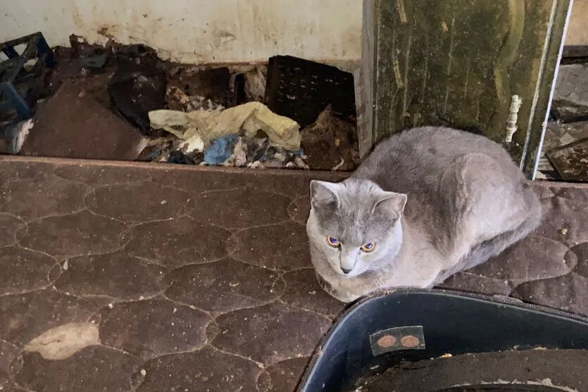 Três cachorros e 14 gatos viviam no local