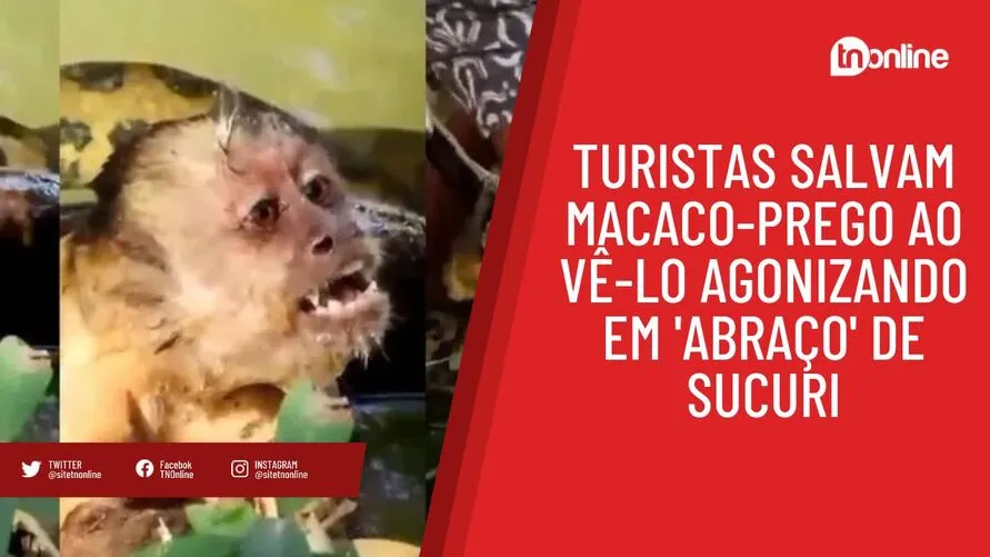 Turistas salvam macaco-prego ao vê-lo agonizando em 'abraço' de sucuri