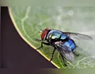 Tem vereador de Apucarana picado pela mosca azul