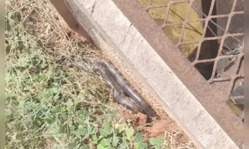 Cobra peçonhenta de mais de 2 metros é capturada em empresa do PR