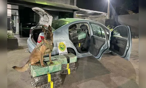Polícia Militar apreende quase meia tonelada de maconha na PR-317