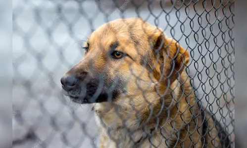 MPPR pede que Jandaia adote ações voltadas para o controle de zoonoses