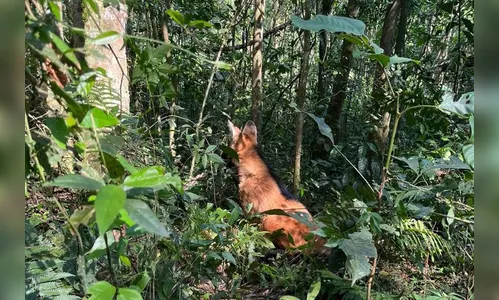 Lobo-guará volta à natureza com atuação de técnicos do IAT