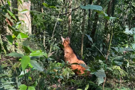 Animal foi devolvido à natureza