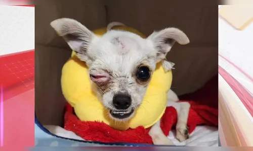 Tutora tenta matar pinscher com marteladas no PR; cão perdeu um olho