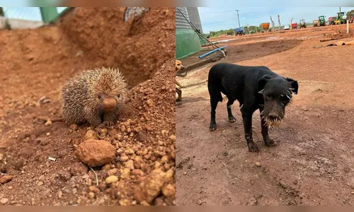 Porco-espinho dá lição em cachorros que o atacaram em pátio de empresa