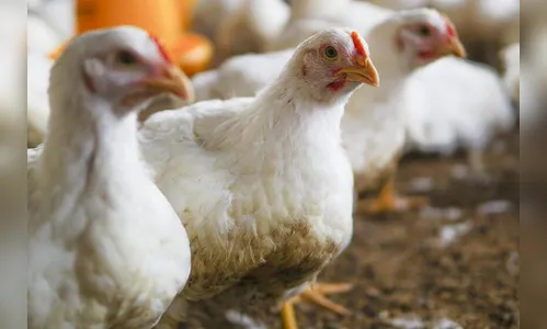 Desentendimento por morte de frangas vira caso de polícia em Marumbi