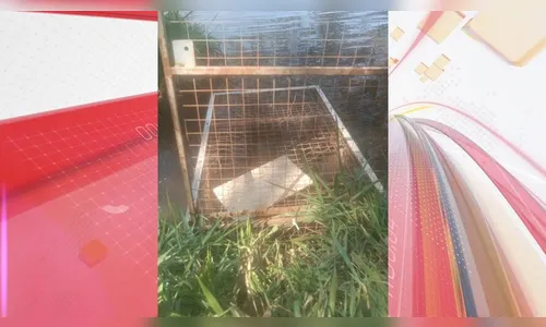 Capivara ferida é encontrada no Parque Jaboti; veja como foi o resgate