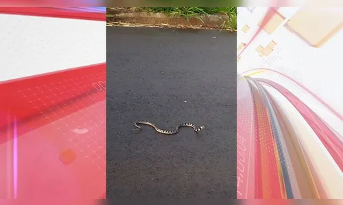Jararaca-dormideira é avistada no meio da rua em Apucarana; veja