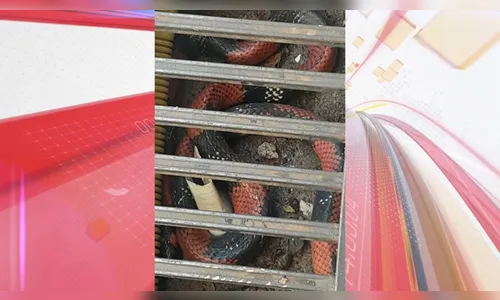 Cobra falsa-coral é capturada no quintal de casa em Apucarana