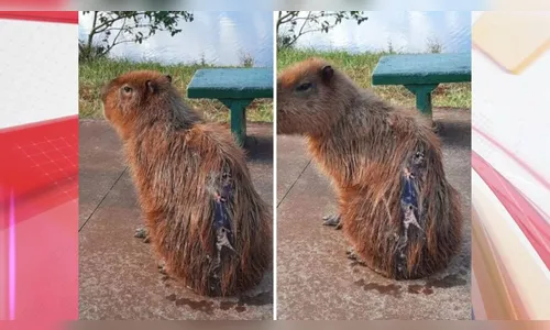 Força-tarefa procura por capivara ferida em Apucarana; saiba mais