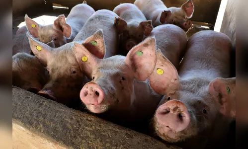 VBP de 2022: pecuária representa 51% da economia rural no PR