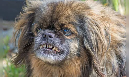 Concurso elege os cães mais feios do mundo; veja alguns vencedores