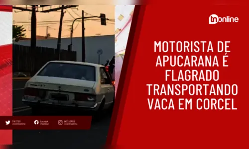 Motorista de Apucarana é flagrado transportando vaca em Corcel