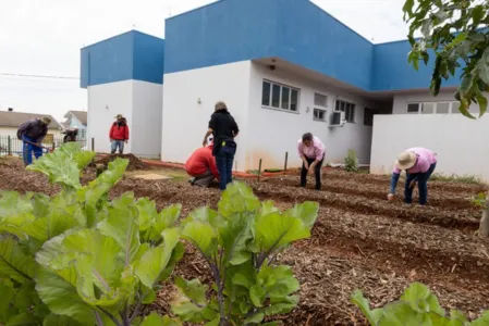 Mudas já estão em fase de plantio