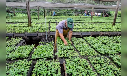 Apucarana alerta cafeicultores sobre prazo para reserva de mudas