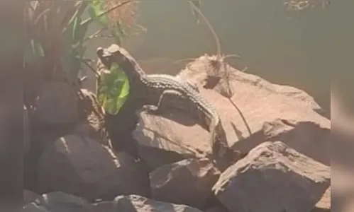 Filhote de jacaré é solto em lago e prefeitura divulga alerta