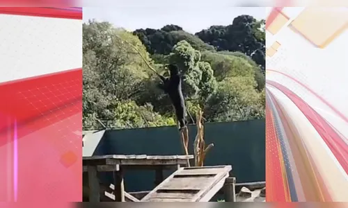 Queda de urso em zoológico de Curitiba diverte a internet; veja