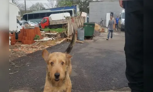 Cão mora em delegacia do PR enquanto dono está preso; veja reencontro