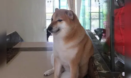 Balltze, cachorro famoso por meme, morre aos 12 anos