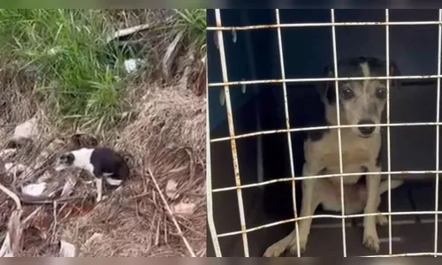 Cadela é resgatada amarrada ao lado de linha férrea no noroeste do PR