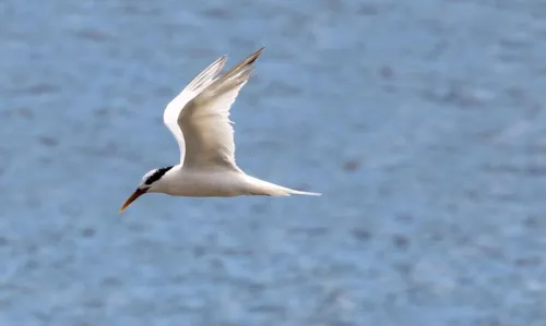 O consumo de aves e ovos não transmite a doença