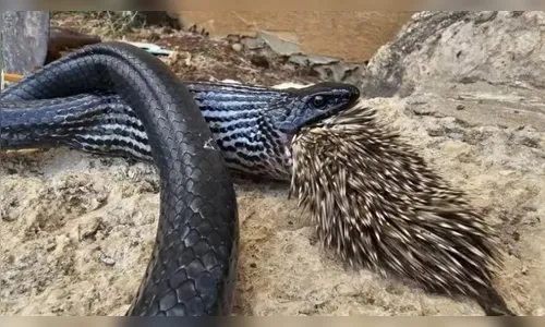 Cobra tenta predar porco-espinho e ambos morrem