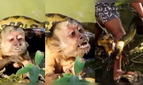 Turistas salvam macaco-prego ao vê-lo agonizando em 'abraço' de sucuri