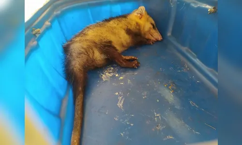 Gambá é resgatado em Arapongas após ser atacado por cachorros