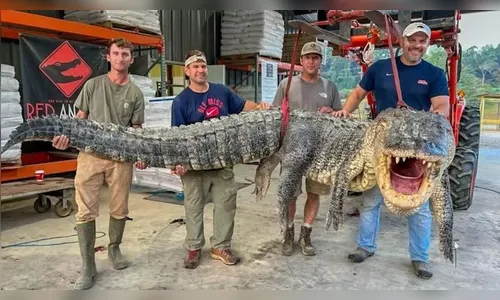 Jacaré 'gigante' de 4,2 metros e 360 kg é capturado nos Estados Unidos