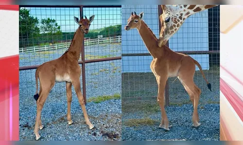 Girafa nasce sem manchas e se torna celebridade em zoológico dos EUA
