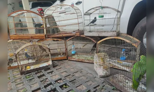 IAT resgata 11 aves silvestres criadas clandestinamente no Paraná