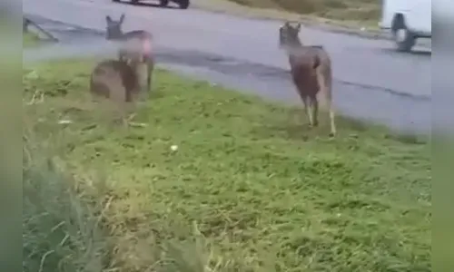 Vídeo viraliza e explica veados 