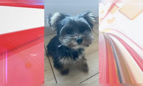 Família de Apucarana procura cachorro que sumiu na noite desta terça